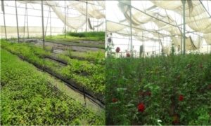 Krishi Tantra Niketan opens